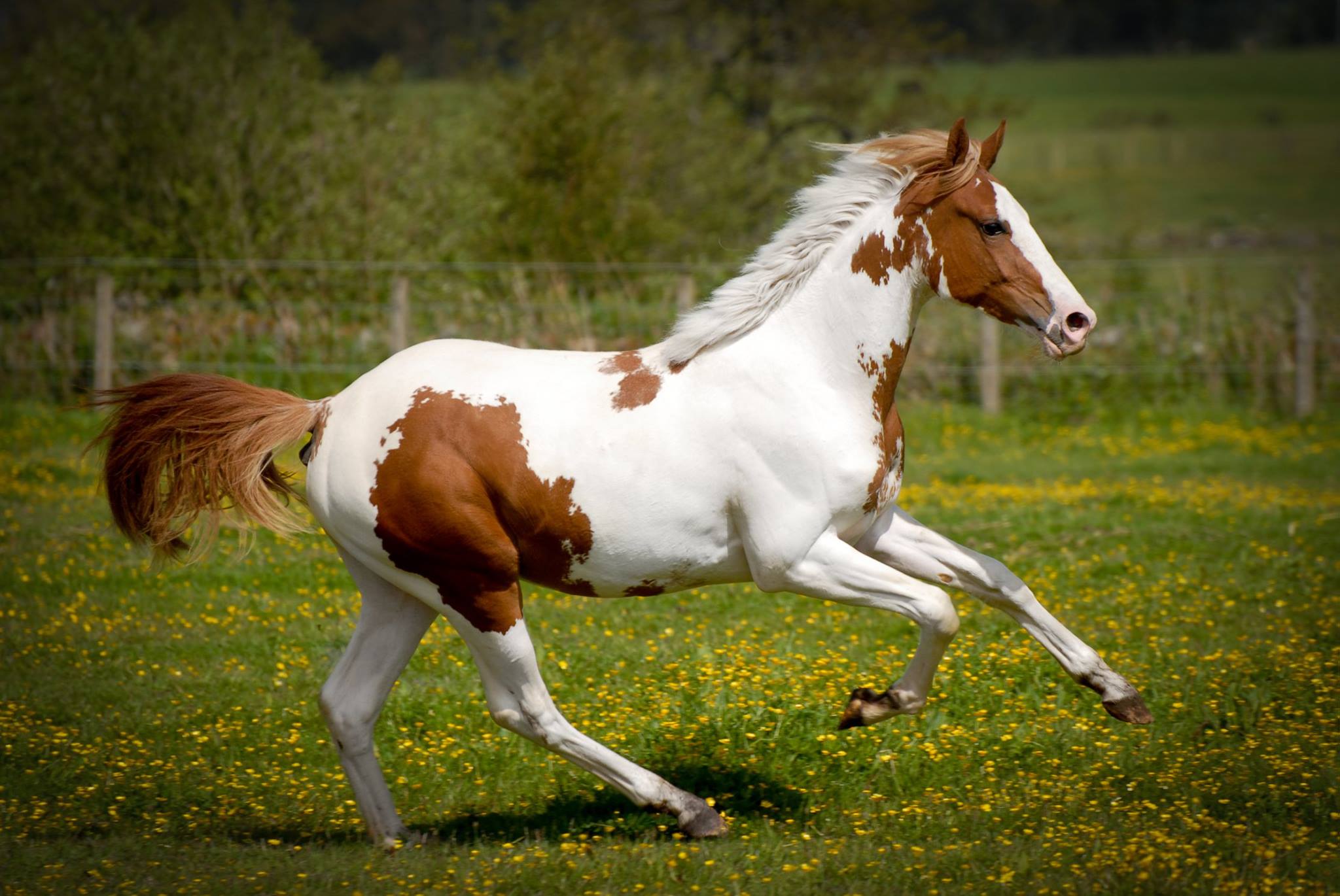 Warmblood Foals For Sale